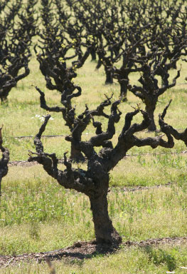 Old zinfandel vines